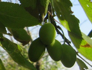 Agricoltura Sociale - olive